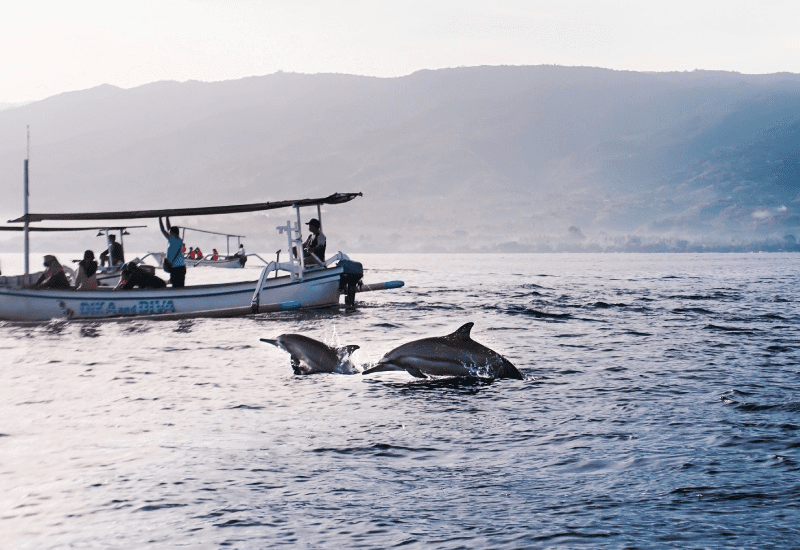 best dolphin spotting trip in goa