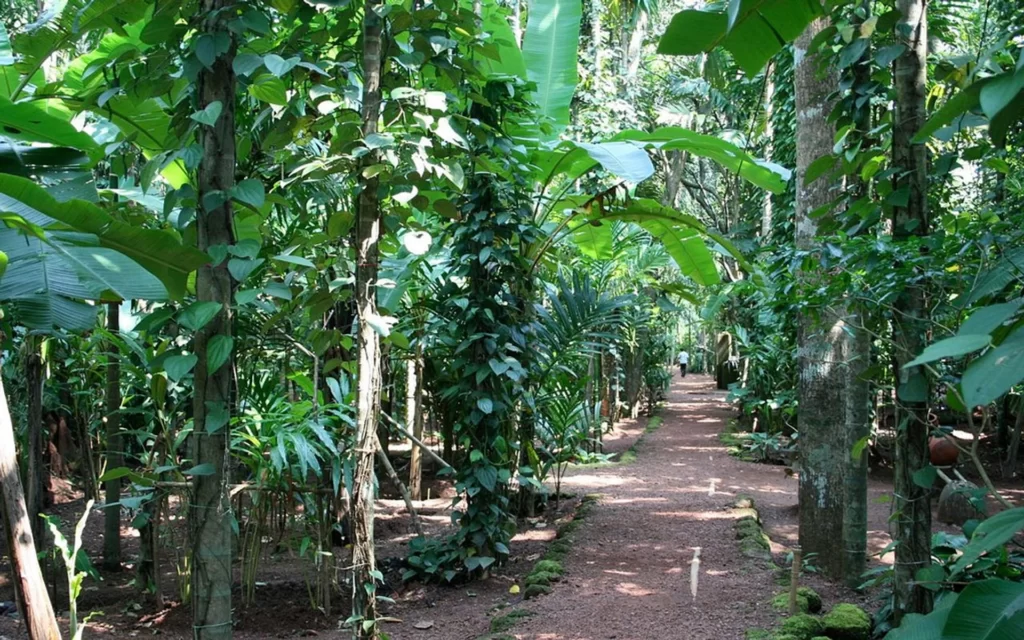 company for cheap spice plantation package goa